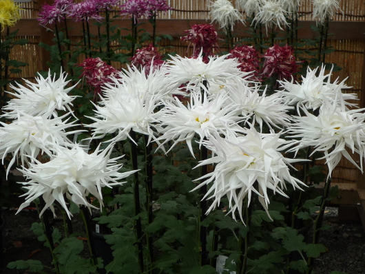 Photo of Chrysanthemum at Sankei-en