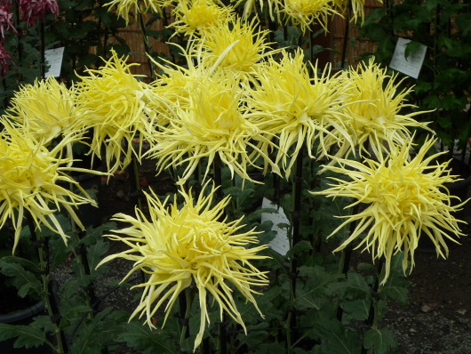 Photo of Chrysanthemum at Sankei-en