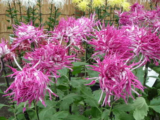 Photo of Chrysanthemum at Sankei-en