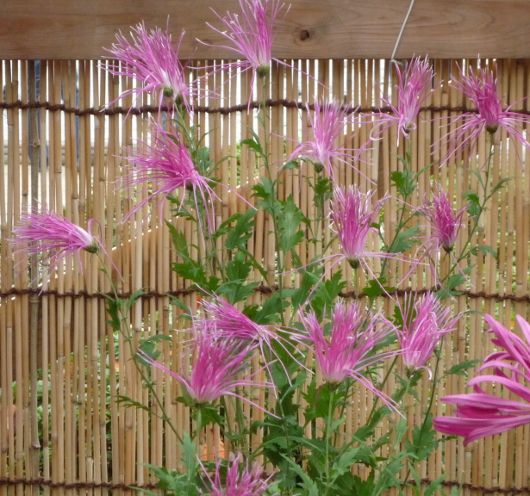 Photo of Chrysanthemum at Sankei-en