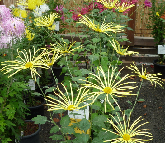 Photo of Chrysanthemum at Sankei-en