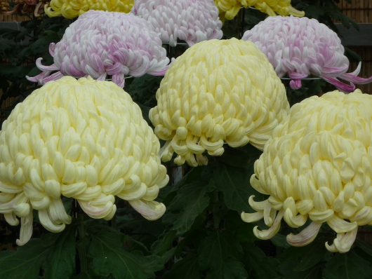 Photo of Chrysanthemum at Sankei-en