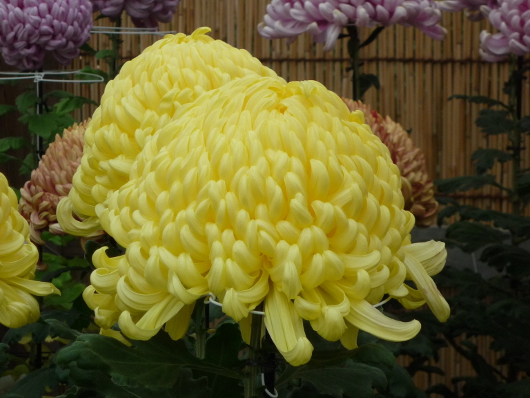 phtograph of Chrysanthemum