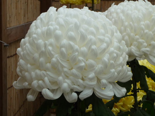 Photo of Chrysanthemum at Sankei-en
