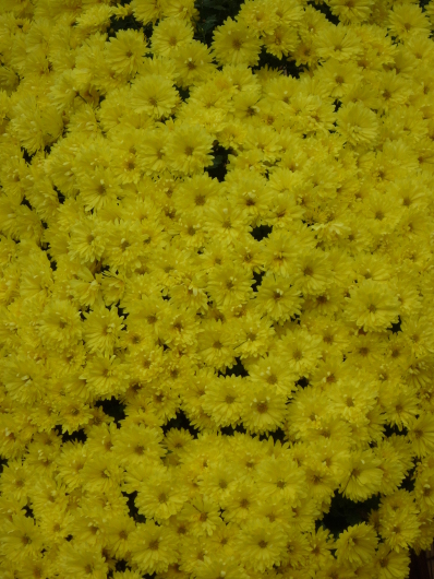 Photo of Chrysanthemum at Sankei-en