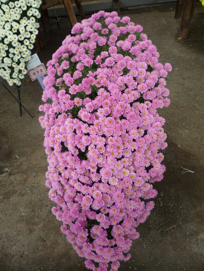 Photo of Chrysanthemum at Sankei-en
