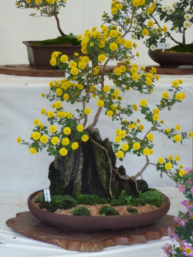 Photo of Chrysanthemum at Sankei-en