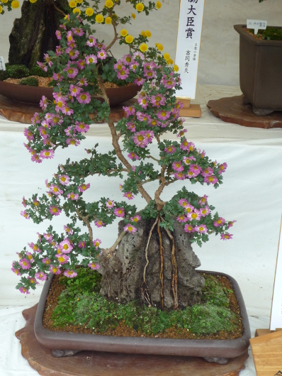 Photo of Chrysanthemum at Sankei-en