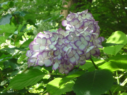 Photo of hydrangea-8