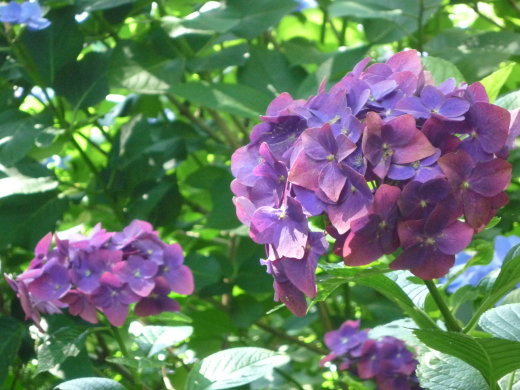 Photo of hydrangea-7