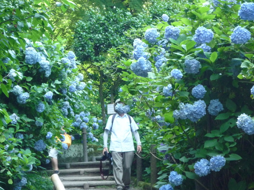 Photo of hydrangea-2