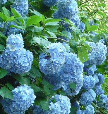 phtograph of hydrangea