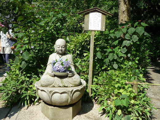 Photo of hydrangea-4b