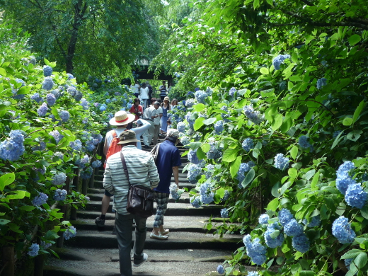 Photo of hydrangea-1