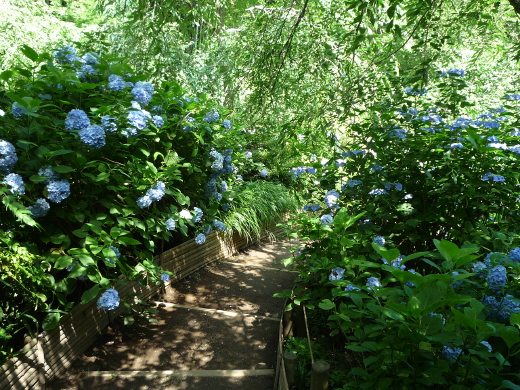 Photo of hydrangea-4a