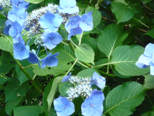 Photo of hydrangea-12