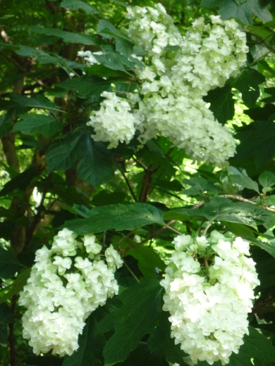 Photo of hydrangea-6