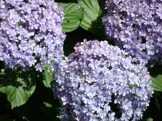 Photo of hydrangea-9