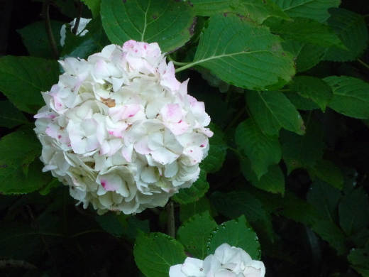 Photo of hydrangea-10
