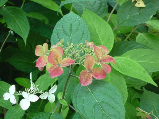 Photo of hydrangea-11