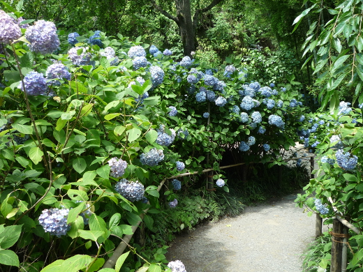 Photo of hydrangea-3