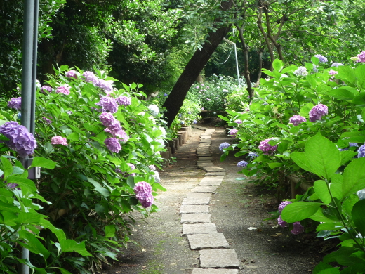 Photo of hydrangea-1