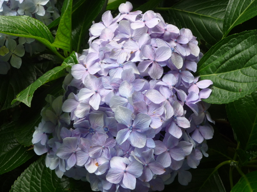 Photo of hydrangea-10