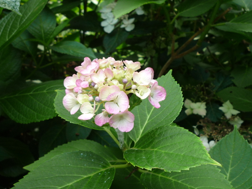 Photo of hydrangea-11