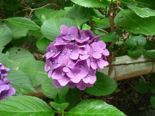 Photo of hydrangea-12