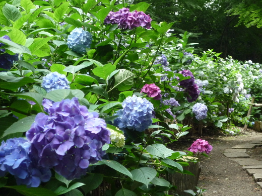 Photo of hydrangea-2