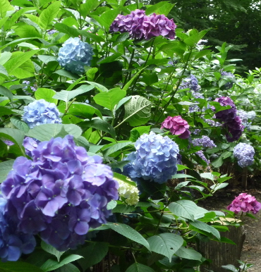 phtograph of hydrangea