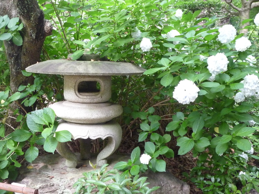 Photo of hydrangea-4