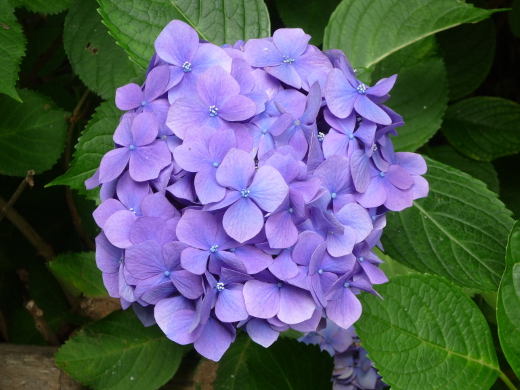 Photo of hydrangea-5