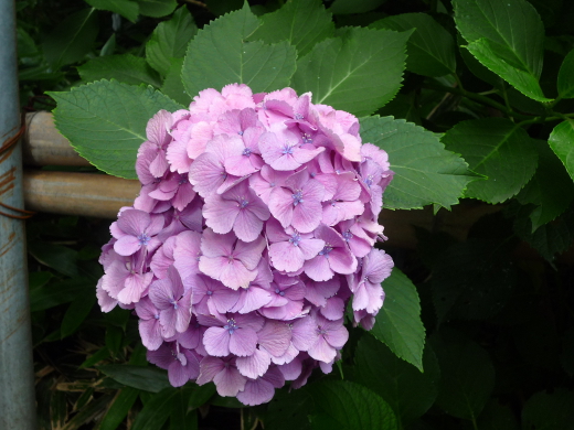 Photo of hydrangea-6