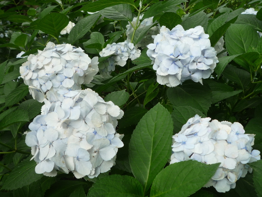 Photo of hydrangea-7