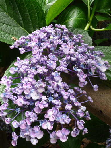 Photo of hydrangea-8