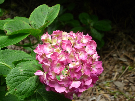 Photo of hydrangea-9