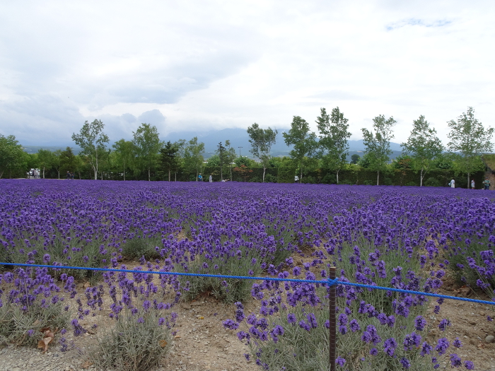 Photo of lavender at Tomita Farm