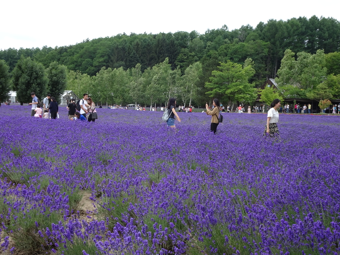 Photo of lavender at Tomita Farm