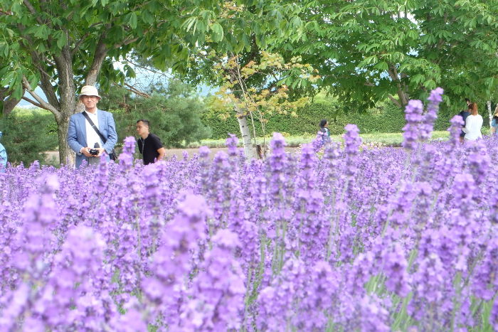 phtograph of lavender
