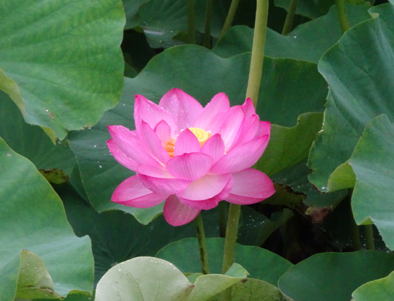 Photo of Lotus in Yokohama