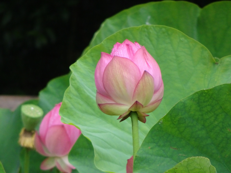 Photo of Lotus in Yokohama