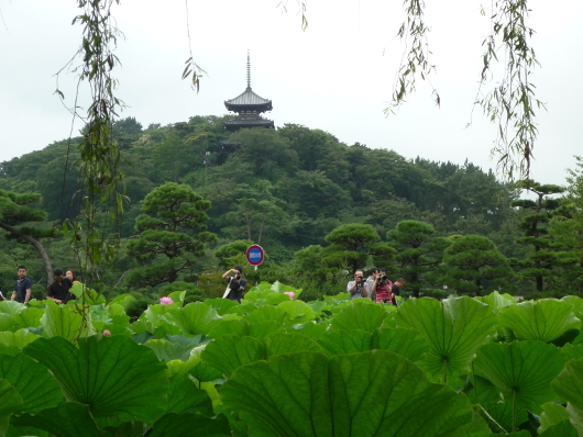 Photo of Lotus in Yokohama
