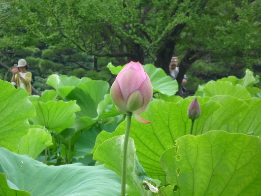 Photo of Lotus in Yokohama