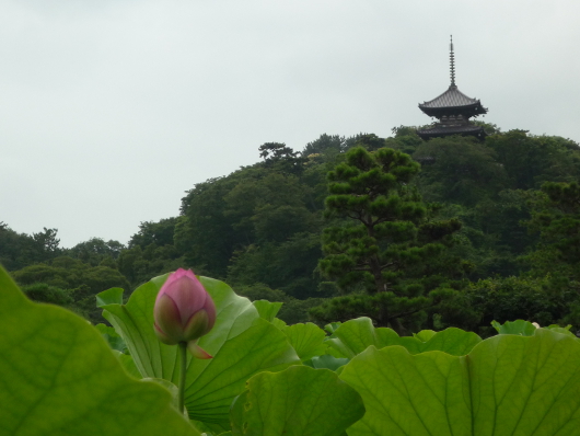 Photo of Lotus in Yokohama