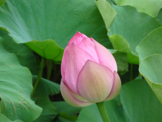 Photo of Lotus in Yokohama