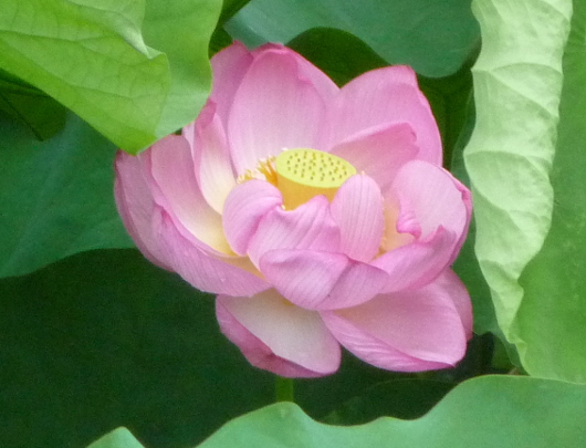 Photo of Lotus in Yokohama