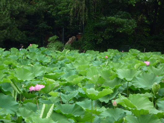 Photo of Lotus in Yokohama