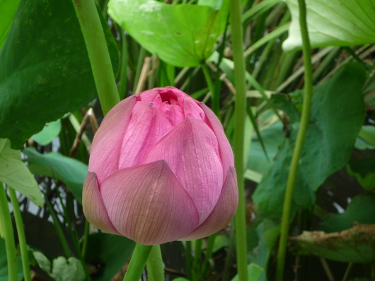 Photo of Lotus in Yokohama