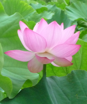 phtograph of lotus flower